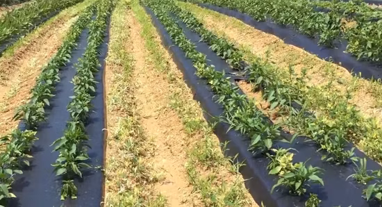 Filme de cobertura morta agrícola de material biodegradável para filme compostável de vegetais e culturas